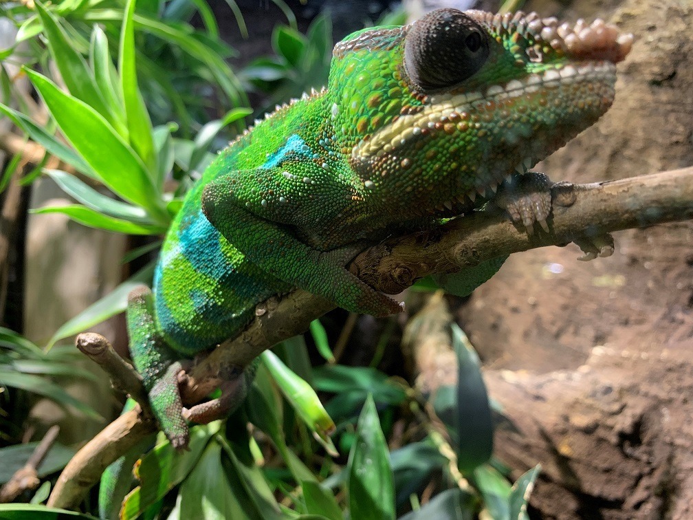 Health literacy is like a chameleon